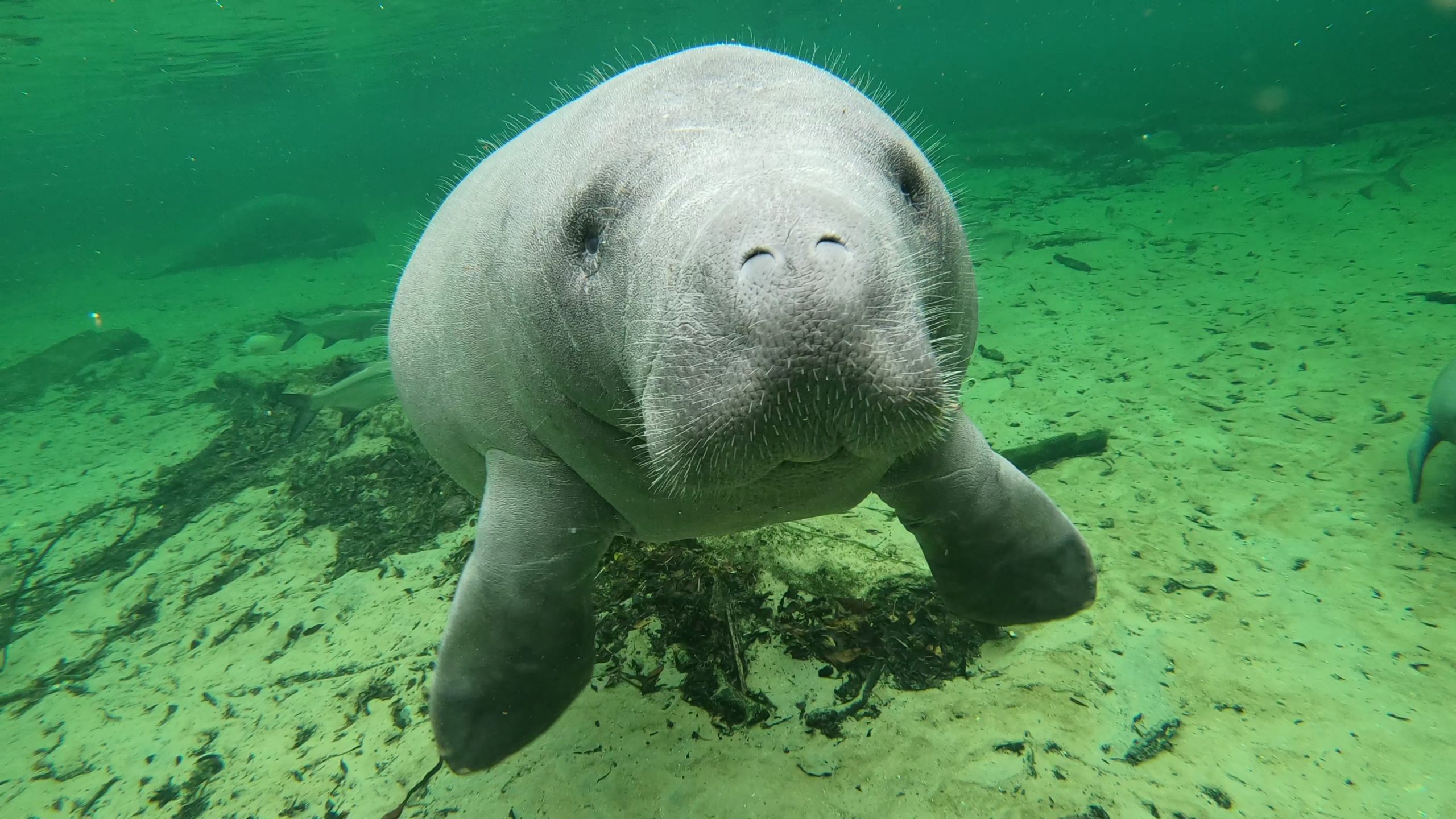 Episode 49 - What are the Best Places to See Manatees in Florida